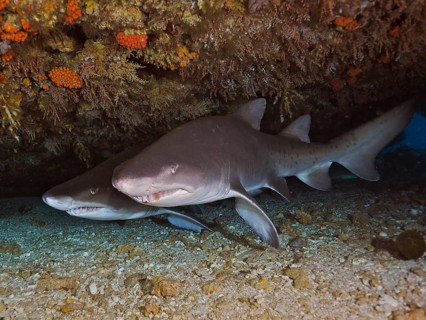 Sand tiger shark (Carcharias taurus)
