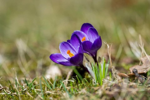 Flowering crocuses (Crocus) in the garden in springtime on a sunny day, Bavaria, Germany