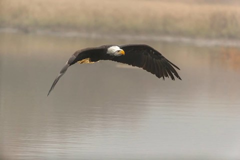 One Bald Eagle, Haliaeetus leucocephalus, flying over a small pond with reed gras on a foggy cold