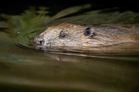 Eurasian beaver (Castor fiber) swimming on a lake, Bavaria, Germany