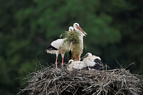 White stork (Ciconia ciconia), pair with nesting material in beak with two chicks standing on