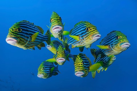 Close-up of group of small shoal of nine Oriental sweetlips (Plectorhinchus vittatus) standing