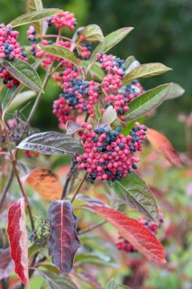 Snowball (Viburnum nudum BRANDYWINE), Cambridge Botanical Garden, Germany