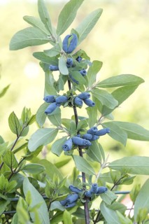 Blue honeyberry (Lonicera cärulea 'Morena'), BS Sämann, Germany