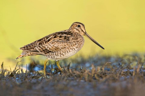 Latham's Snipe (Gallinago hardwickii) foraging, Victoria, Australia