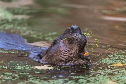 One North American beaver or Canadian beaver, Castor canadensis, swimming through a pond covered