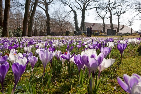 Crocuses, spring crocuses, crocus field, carpet of flowers, spring saffron, iris family, Backemoor,