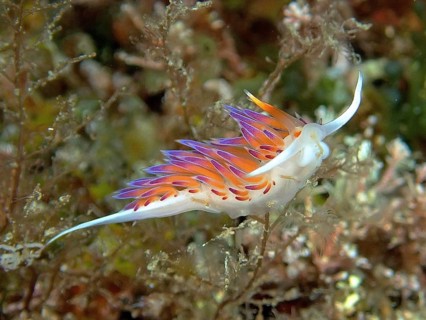 Travelling thread snail (Cratena peregrina)