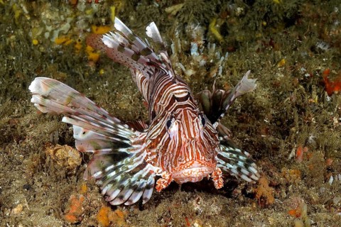 Common lionfish (Pterois miles)