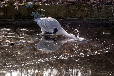 Grey heron in a lake, winter, Germany