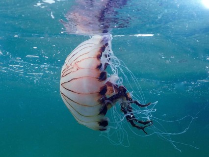 Compass jellyfish (Chrysaora hysoscella)