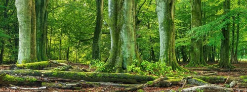 Huge old beech and oak trees with moss-covered roots in a former hut forest, dead wood lies on the