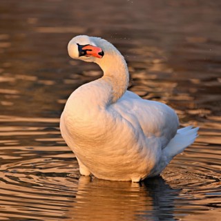 Mute swan (Cygnus olor), during plumage care