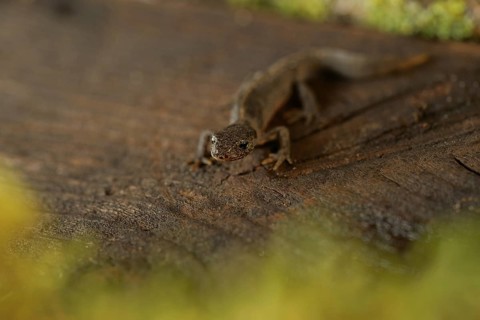 Alpine newt. leaves and lichens. Hessen, Germany