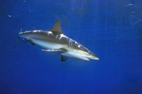 Caribbean Reef Shark (Carcharhinus perezi) Predatory fish swimming close to the surface, Caribbean