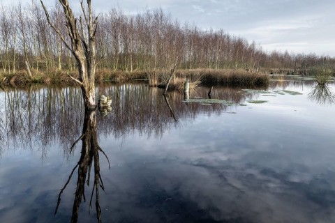 Moorland, Bargerveen, Drenthe, Netherlands