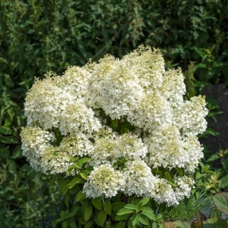 Panicle hydrangea (Hydrangea paniculata BOBO), Kühne Jungpflanzen Omsewitz, Germany