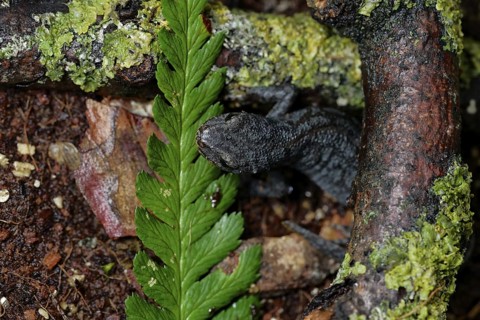Alpine newt on a wet ground. leaves and lichens. Hessen, Germany