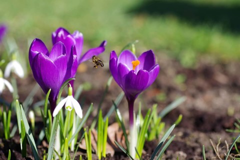 Crocuses (Crocus), spring crocus (Crocus vernus), honeybees (Apis), purple, spring, in flight,