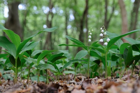 Lily of the Valley (Convallaria majalis) blooming flowers on forest floor in spring, North