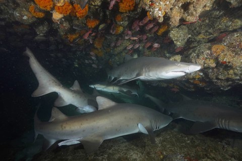 Sand tiger shark (Carcharias taurus)