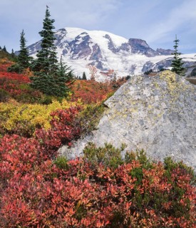 Cascade huckleberry bushes turn brilliant red and orange as autumn arrives in Mount Rainier