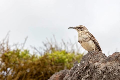 Galápagos mockingbird (Mimus parvulus, syn.: Nesomimus parvulus), Galapagos, Ecuador