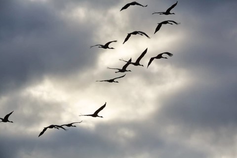 Cranes flying, grey crane (Grus grus), bird migration, silhouettes in the evening sky, Rehdener
