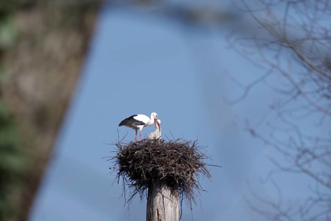 White stork (Ciconia ciconia), pair, eyrie, North Rhine-Westphalia, Germany