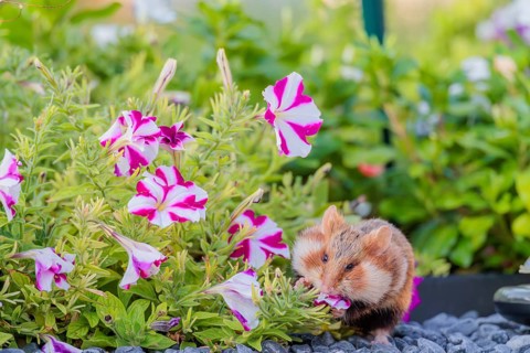 A European hamster (Cricetus cricetus) searches for food on a decorated grave and eats the petals