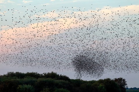 More and more starlings (Sturnus vulgaris) gather at the roost and begin to form formations, autumn