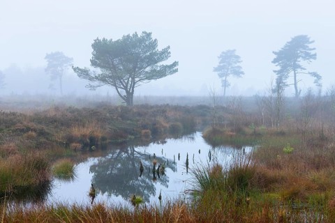 Pine (Pinaceae) in the moor with fog, cNature reserve, Vernner Moor, Neuenkirchen-Vörden, Lower