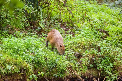A (greater) capybara (Hydrochoerus hydrochaeris) searches for food in the dense riparian vegetation