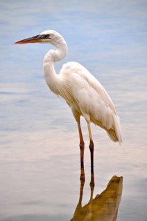 Canada heron (Ardea herodias occidentalis)