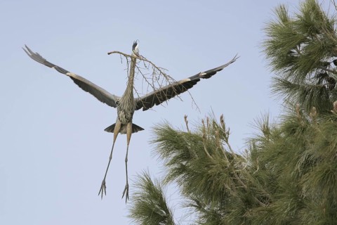 Great Blue Heron (Ardea herodias), Arizona, USA