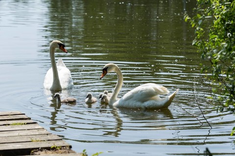 Swan family of the Mute Swan (Cygnus olor) with chicks on the middle pond near Neudorf Klösterlich,