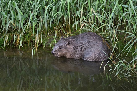 Eurasian beaver, european beaver (Castor fiber), on the river bank in the water, Freiamt, Canton