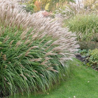 Chinese reed (Miscanthus sinensis 'Red Chief'),  Netherlands