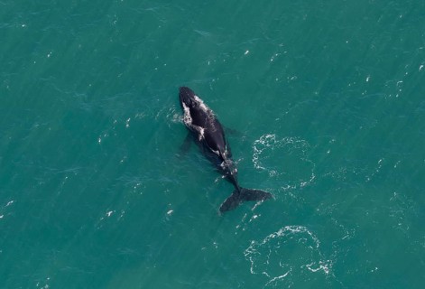 Humpback whale (Megaptera novaeangliae), Ningaloo Reef, aerial view, Cape Range National Park, near