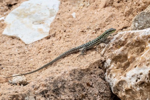 Sicilian wall lizard (Podarcis waglerianus), Sicily, Italy