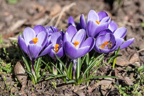 Crocus (Crocus) with honey bee (Apis mellifera), Rhineland-Palatinate, Germany