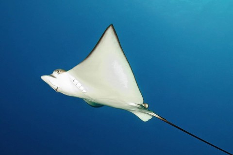 Pointed head with bulging eyes and white underside Belly of Spotted eagle ray (Aetobatus