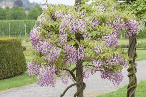 Japanese blue rain (Wisteria brachybotrys 'Showa-beni'), Anchers Havecenter, Pillnitz, Saxony,