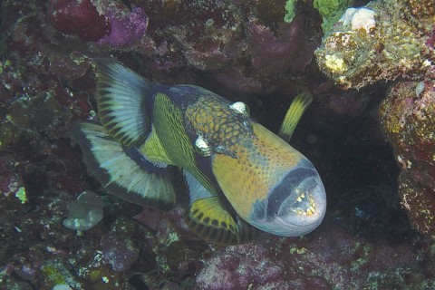 Giant triggerfish (Balistoides viridescens)