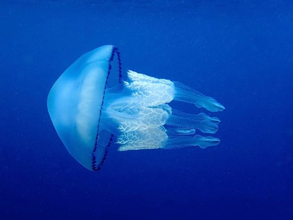Lung jellyfish (Rhizostoma pulmo)