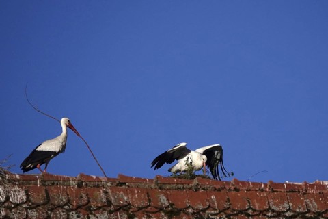 White storks on a roof in front of a blue sky, May, Germany