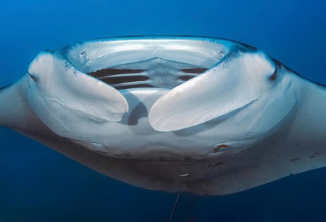Underwater photo head portrait close-up of giant ray manta ray (Manta birostris) plankton eater