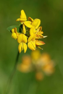 Bird's-foot trefoil (Lotus corniculatus), flower, North Rhine-Westphalia, Germany