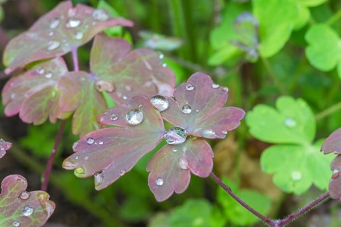 Water droplets on the leaves in the garden
