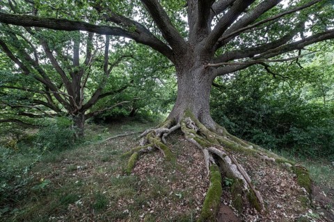 English oak (Quercus robur) in the Hutewald forest, Emsland, Lower Saxony, Germany